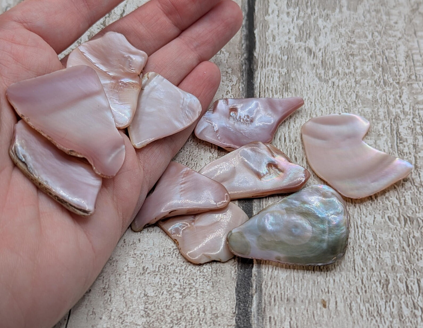 1 large naturally tumbled New Zealand pink freshwater mussel piece.