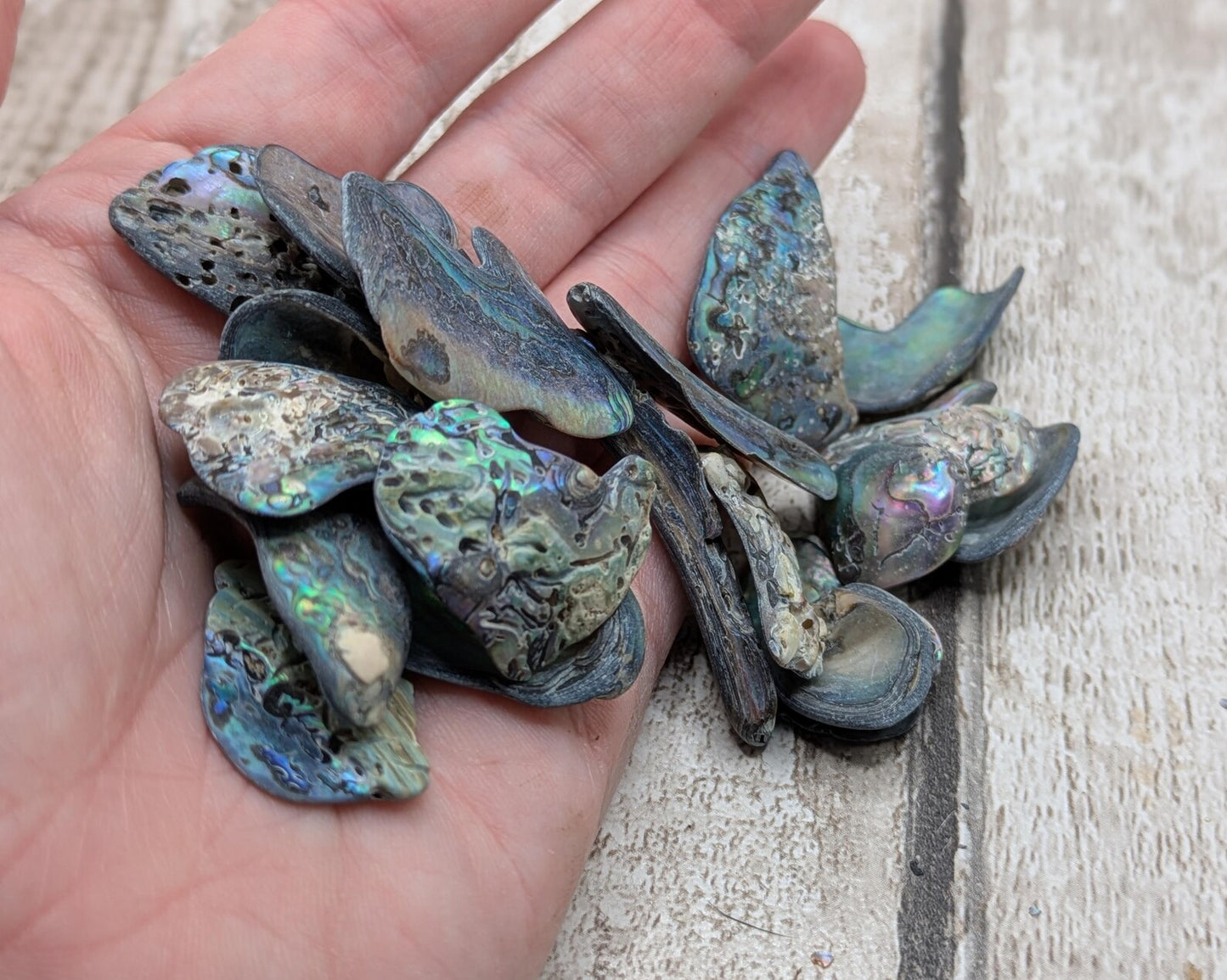 One small wild naturally tumbled New Zealand rainbow Pāua piece