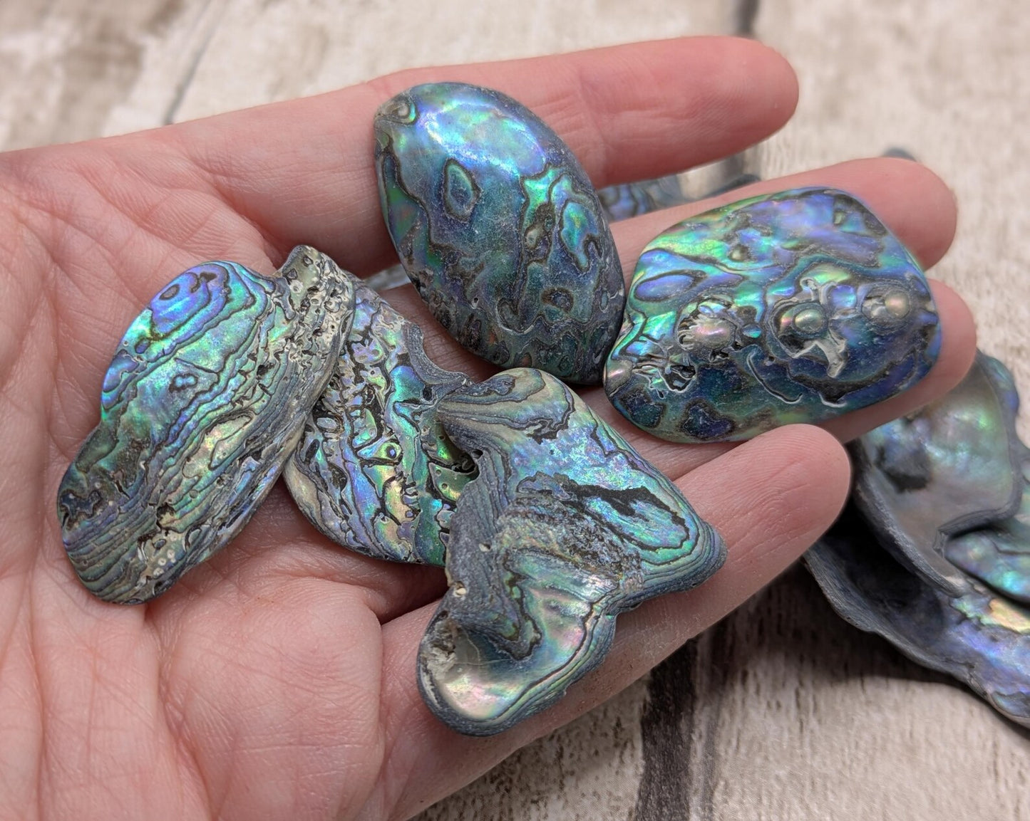 One medium piece of wild New Zealand rainbow Pāua shell.
