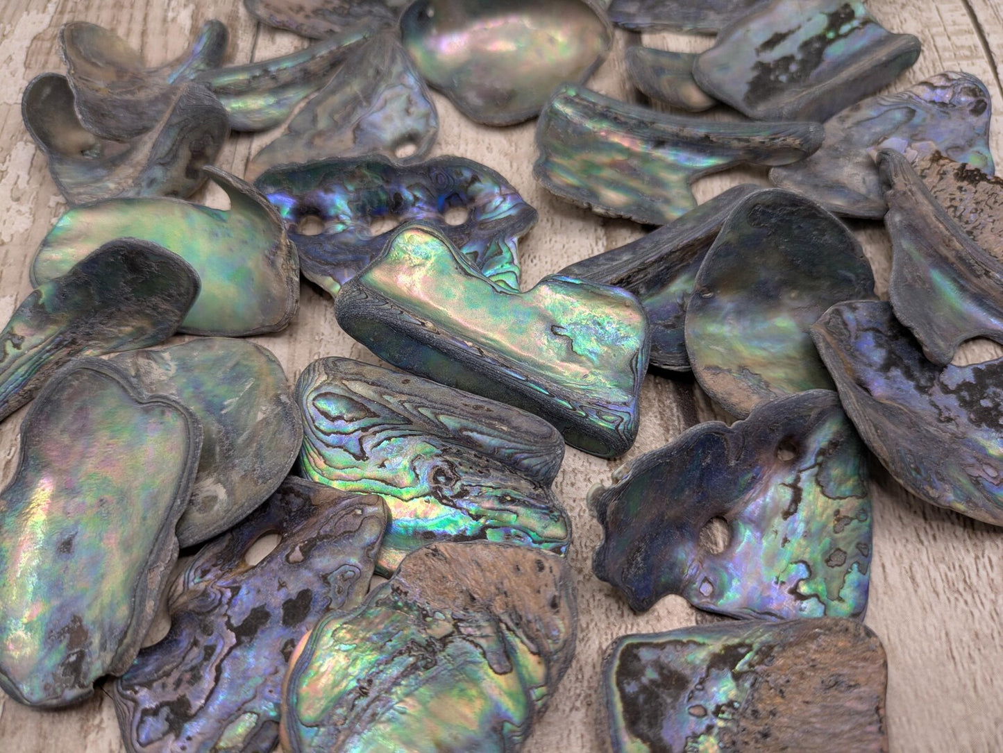 One large piece of New Zealand wild rainbow Pāua abalone shell.