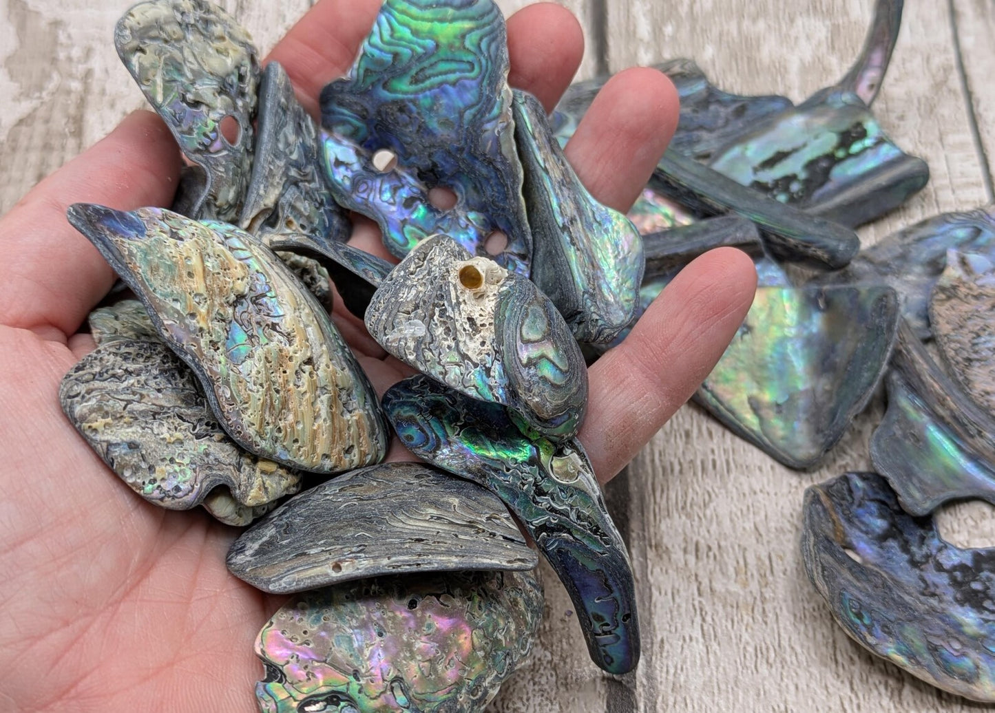 One large piece of New Zealand wild rainbow Pāua abalone shell.