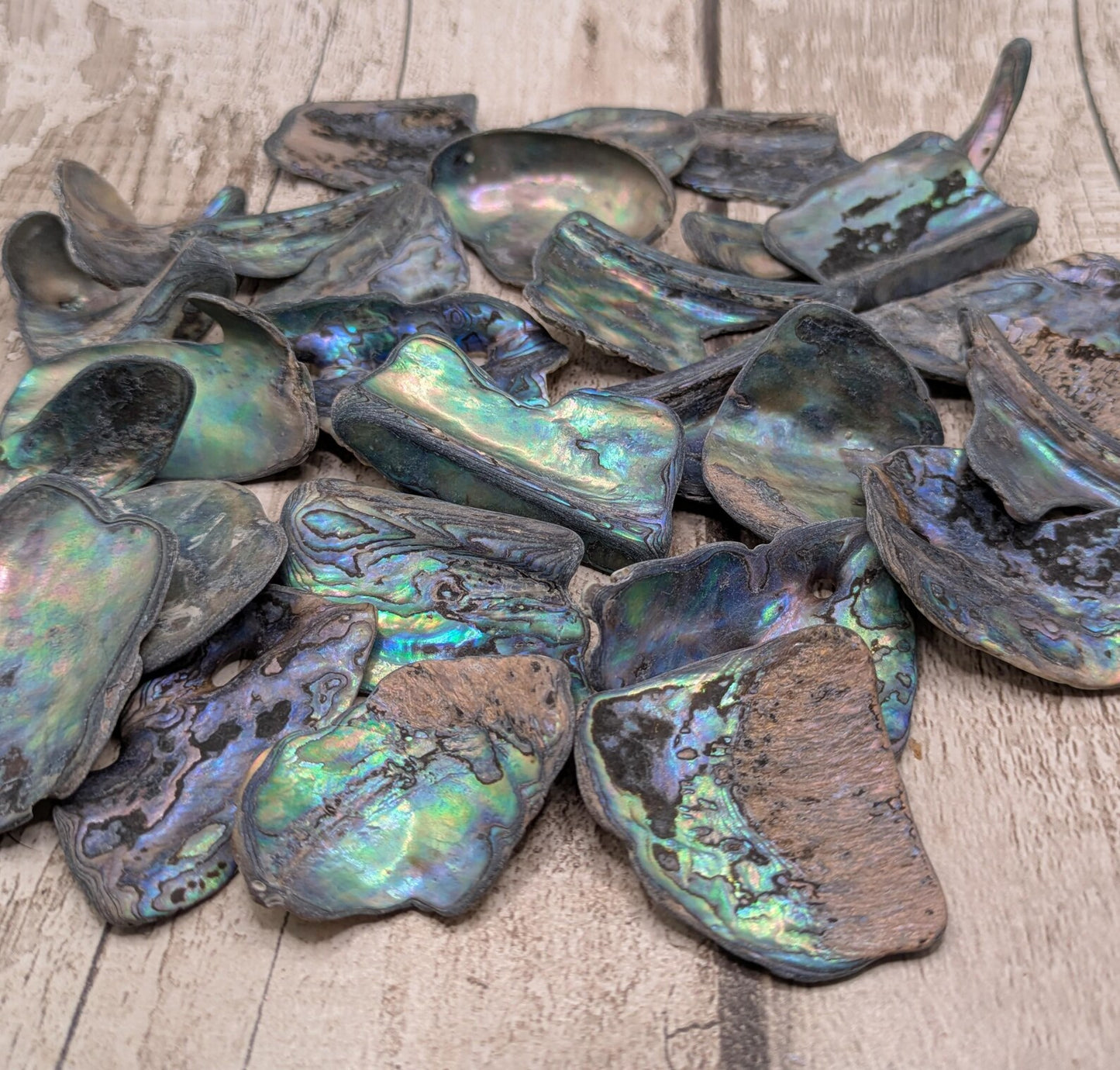 One large piece of New Zealand wild rainbow Pāua abalone shell.