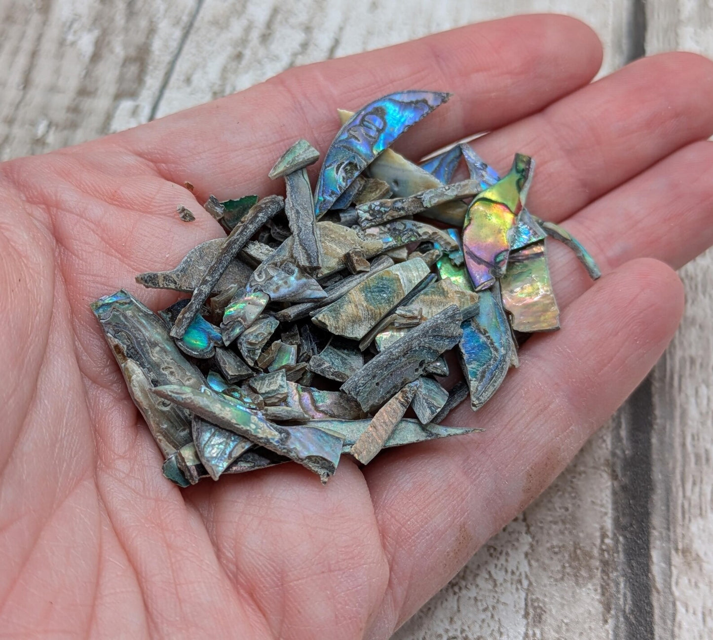 One bottle of New Zealand rainbow Pāua abalone offcuts.