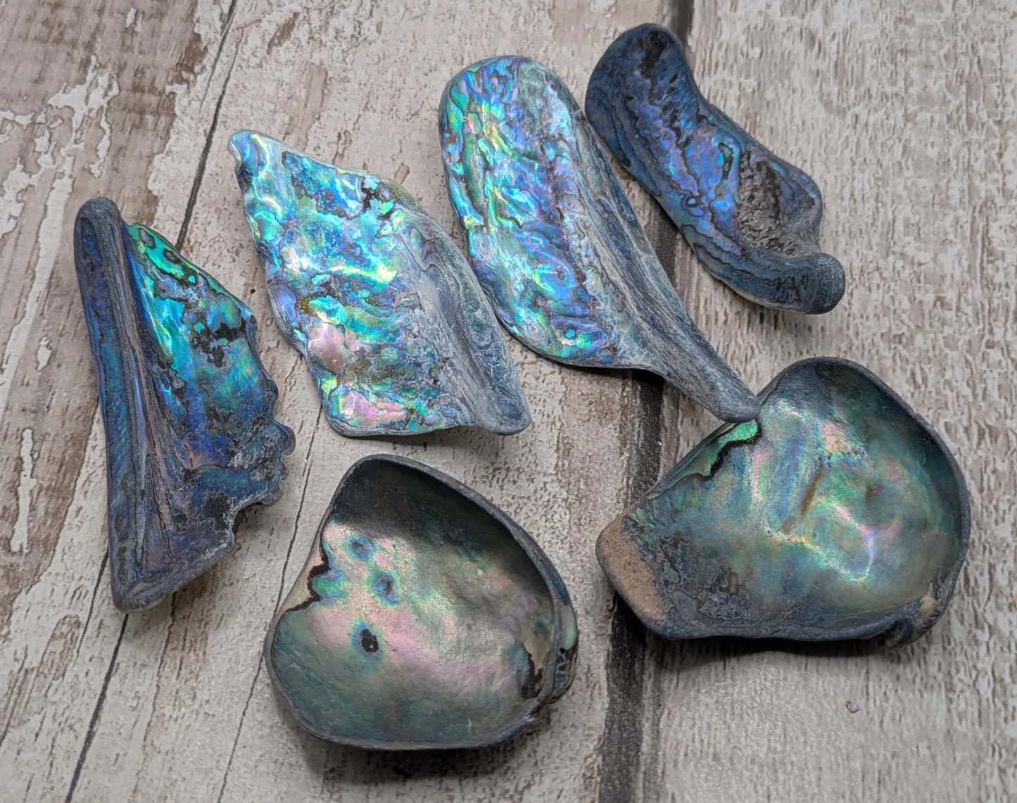 one XL Wild Tumbled NZ Rainbow Pāua Shell from Kaikōura – Natural Abalone for Spiritual Healing, metaphysical, Crafting & Collecting.