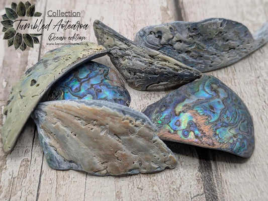 one XL Wild Tumbled NZ Rainbow Pāua Shell from Kaikōura – Natural Abalone for Spiritual Healing, metaphysical, Crafting & Collecting.