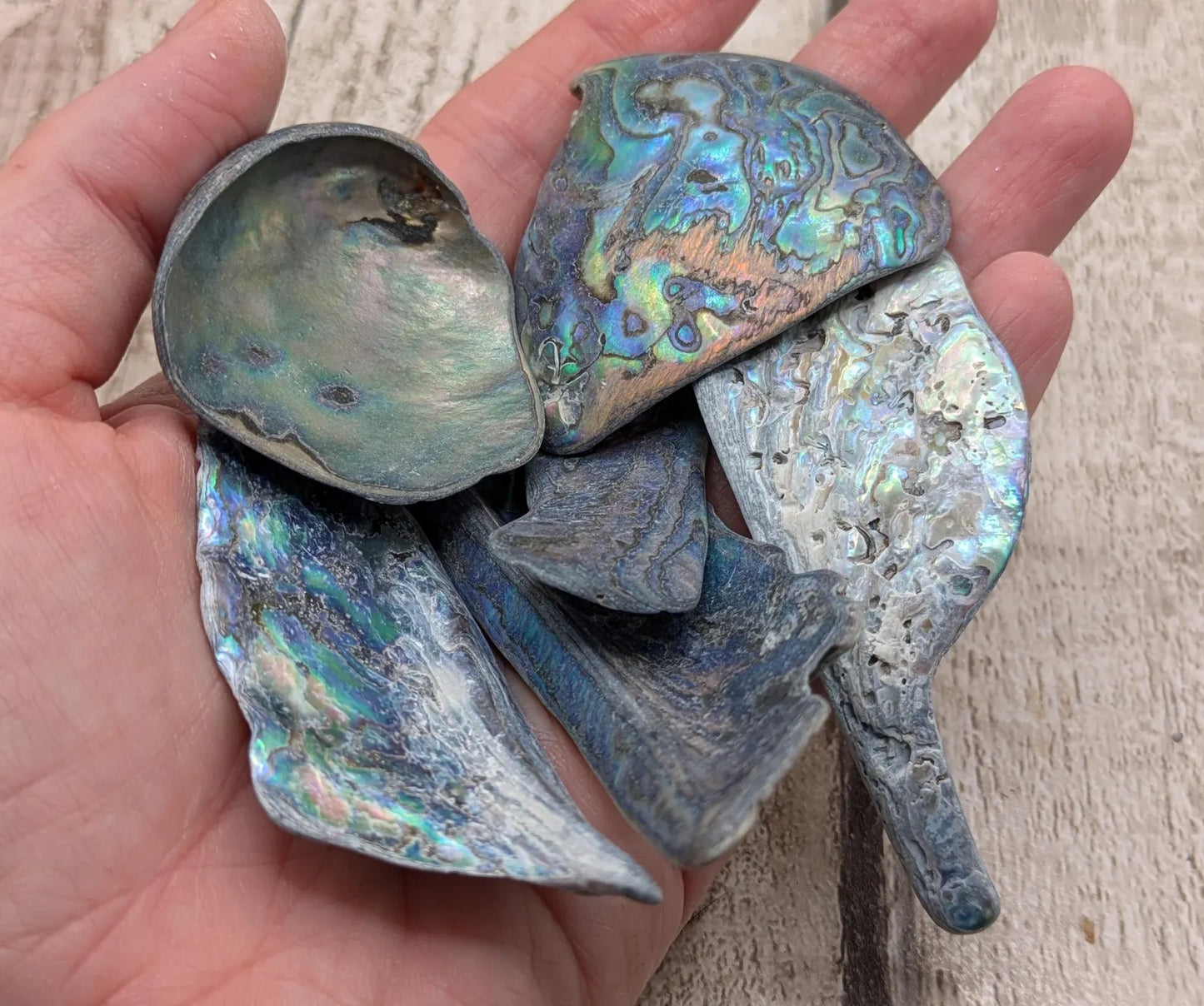 one XL Wild Tumbled NZ Rainbow Pāua Shell from Kaikōura – Natural Abalone for Spiritual Healing, metaphysical, Crafting & Collecting.