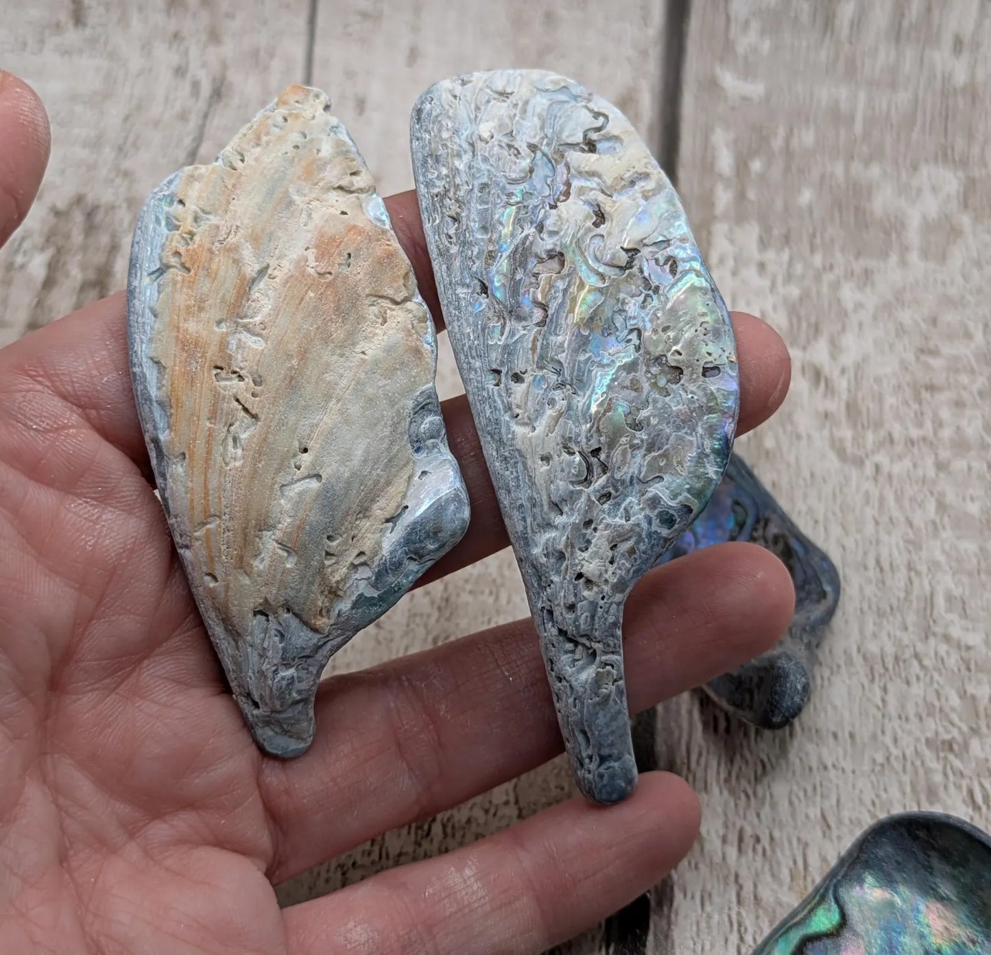 one XL Wild Tumbled NZ Rainbow Pāua Shell from Kaikōura – Natural Abalone for Spiritual Healing, metaphysical, Crafting & Collecting.