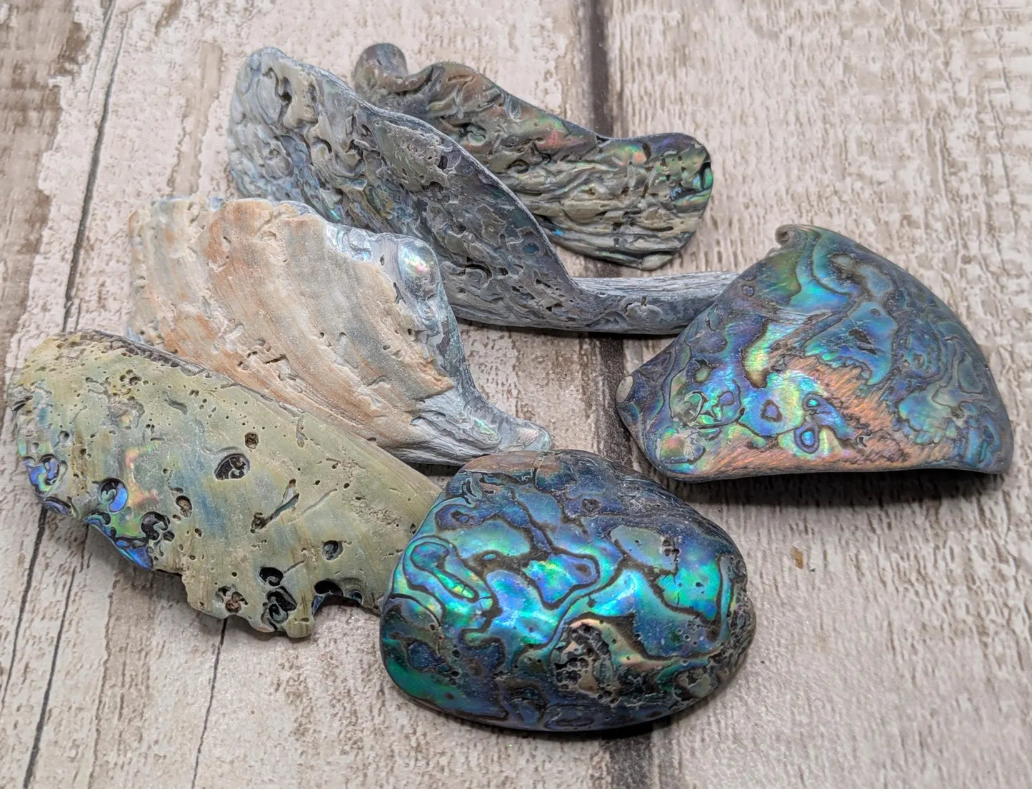 one XL Wild Tumbled NZ Rainbow Pāua Shell from Kaikōura – Natural Abalone for Spiritual Healing, metaphysical, Crafting & Collecting.