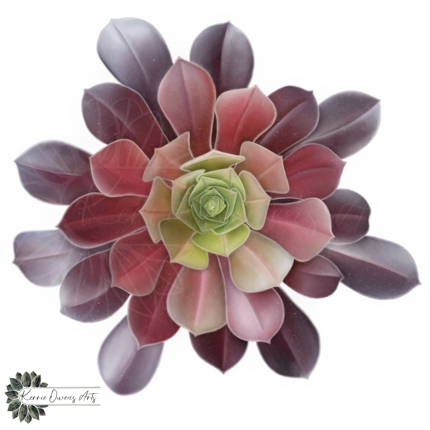 Red and purple ombré succulent greetings card.