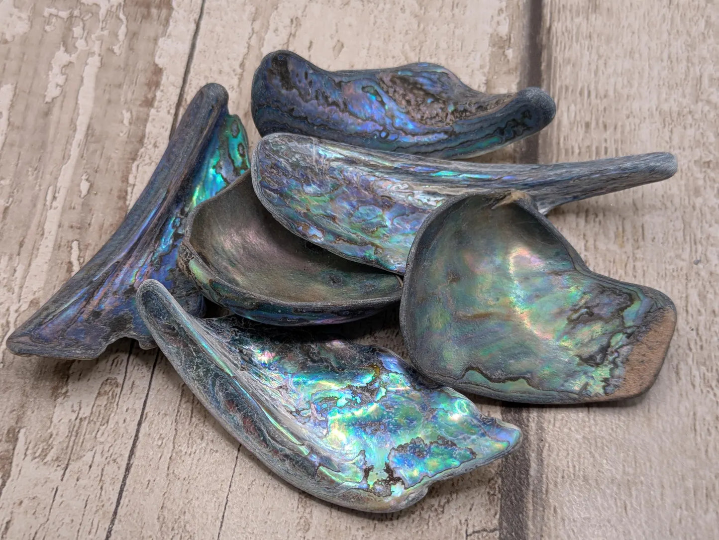 one XL Wild Tumbled NZ Rainbow Pāua Shell from Kaikōura – Natural Abalone for Spiritual Healing, metaphysical, Crafting & Collecting.