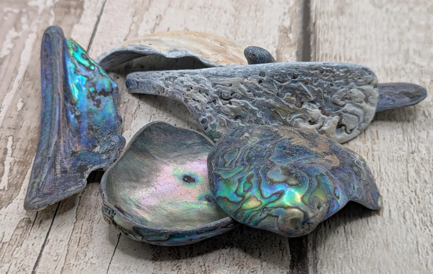 one XL Wild Tumbled NZ Rainbow Pāua Shell from Kaikōura – Natural Abalone for Spiritual Healing, metaphysical, Crafting & Collecting.