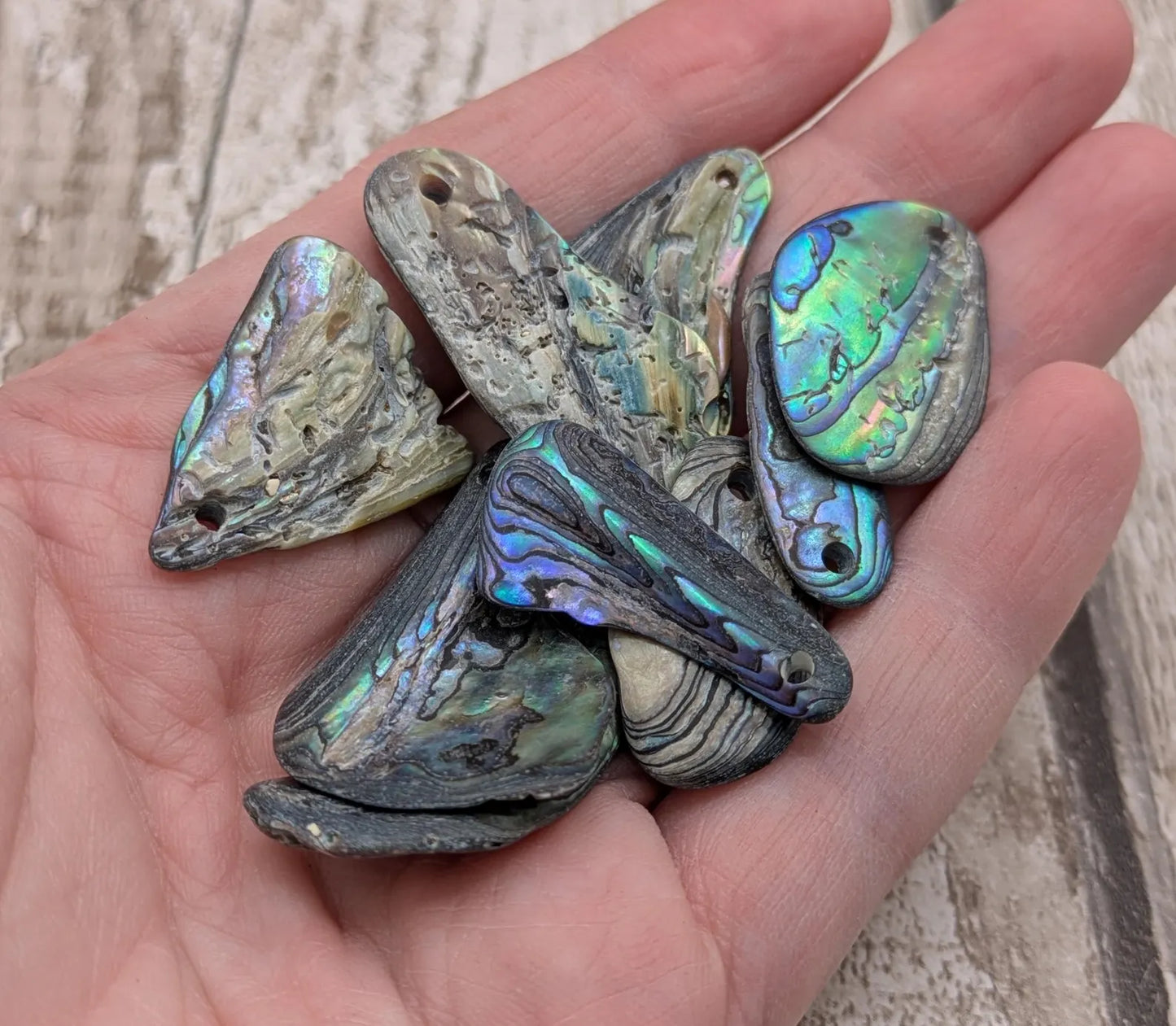 10 unpolished Rainbow wild beach combed NZ Pāua Shell Beads – Top-Drilled Natural Abalone for Jewelry Making & Art Projects.