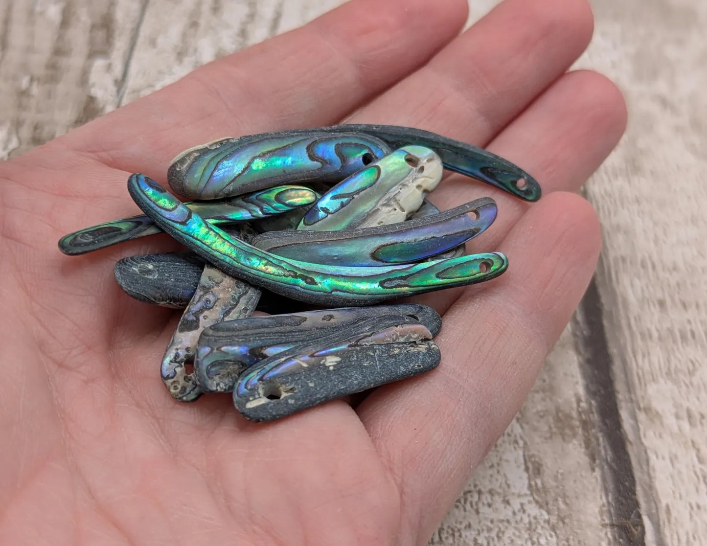 10 unpolished Rainbow wild beach combed NZ Pāua Shell rim Beads – Top-Drilled Natural Abalone for Jewelry Making & Art Projects.