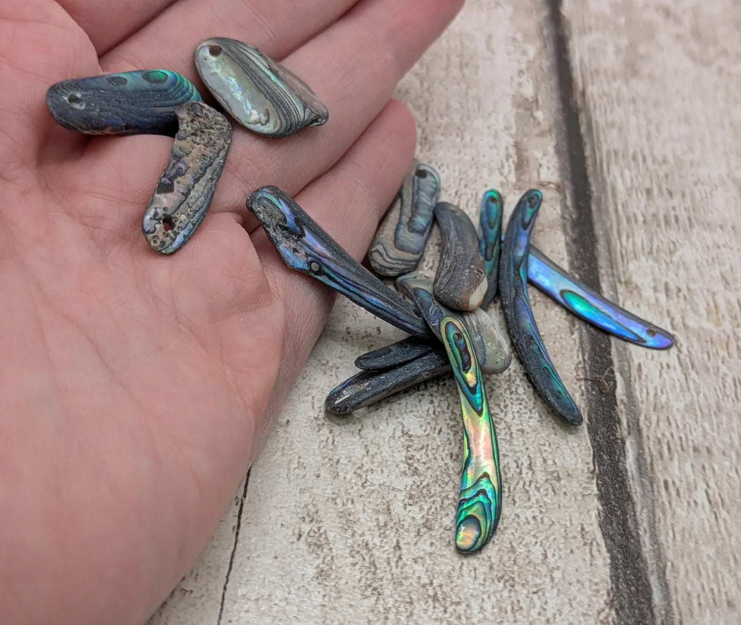 10 unpolished Rainbow wild beach combed NZ Pāua Shell rim Beads – Top-Drilled Natural Abalone for Jewelry Making & Art Projects.