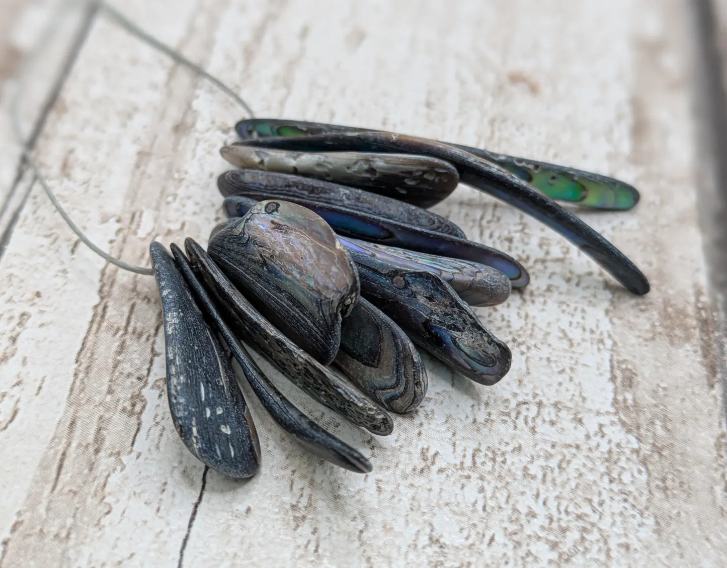 10 unpolished Rainbow wild beach combed NZ Pāua Shell rim Beads – Top-Drilled Natural Abalone for Jewelry Making & Art Projects.