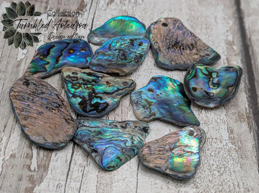 10 unpolished Rainbow wild beach combed NZ Pāua Shell rim Beads – Top-Drilled Natural Abalone for Jewelry Making & Art Projects.