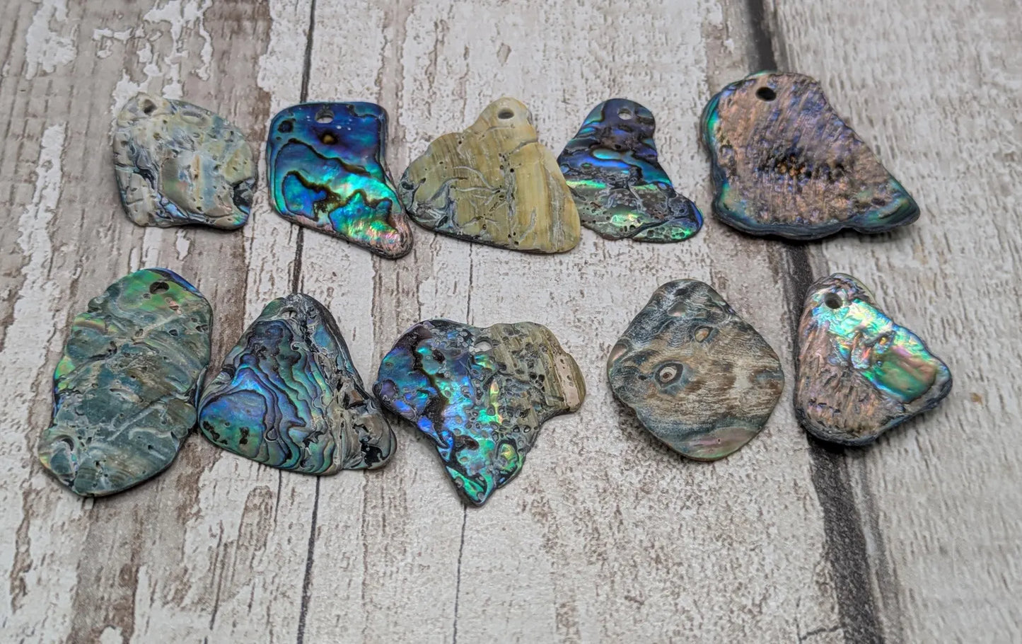 10 unpolished Rainbow wild beach combed NZ Pāua Shell rim Beads – Top-Drilled Natural Abalone for Jewelry Making & Art Projects.