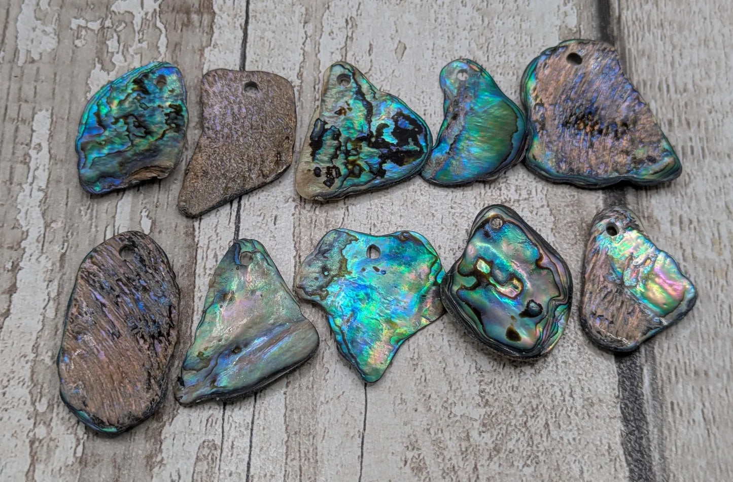 10 unpolished Rainbow wild beach combed NZ Pāua Shell rim Beads – Top-Drilled Natural Abalone for Jewelry Making & Art Projects.
