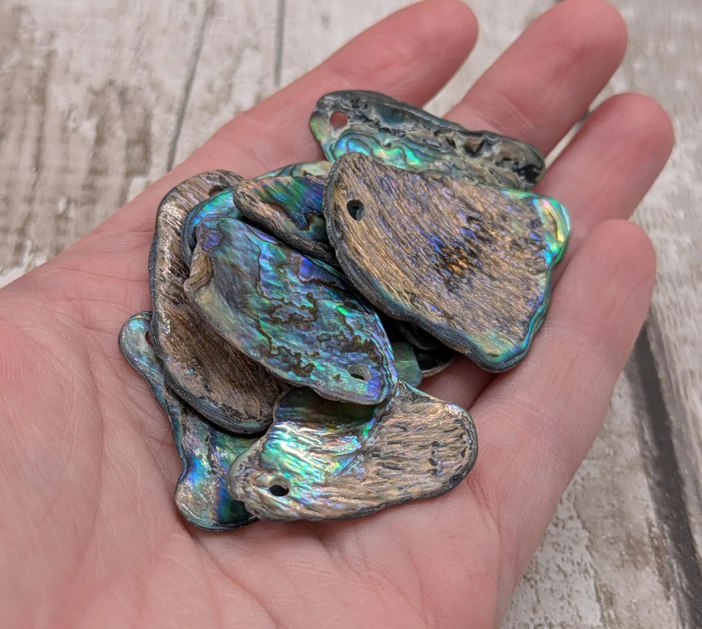 10 unpolished Rainbow wild beach combed NZ Pāua Shell rim Beads – Top-Drilled Natural Abalone for Jewelry Making & Art Projects.