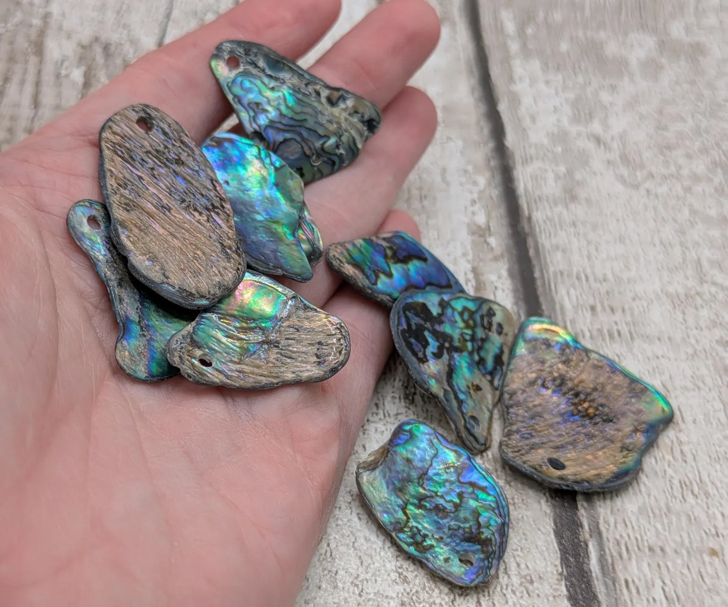 10 unpolished Rainbow wild beach combed NZ Pāua Shell rim Beads – Top-Drilled Natural Abalone for Jewelry Making & Art Projects.