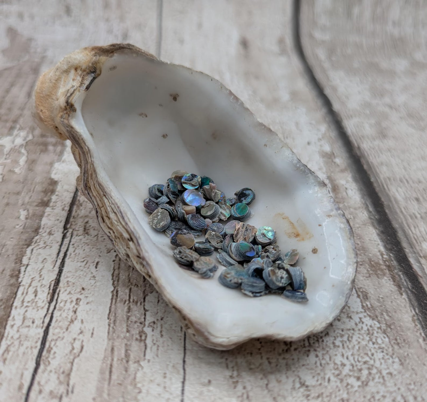 new Zealand rainbow pāua abalone shell dots for craft