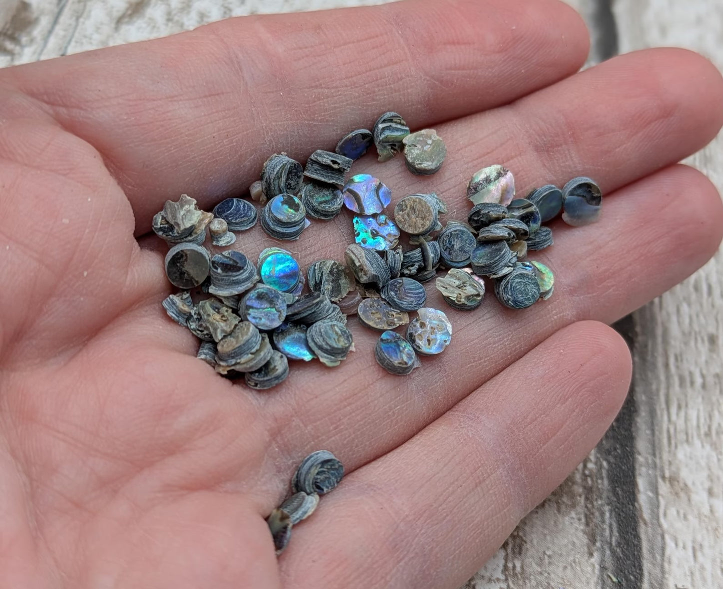 new Zealand rainbow pāua abalone shell dots for craft