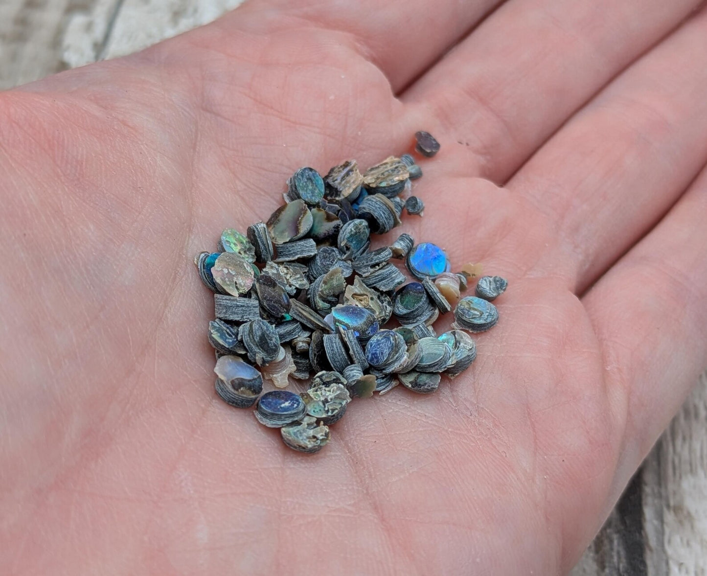 new Zealand rainbow pāua abalone shell dots for craft