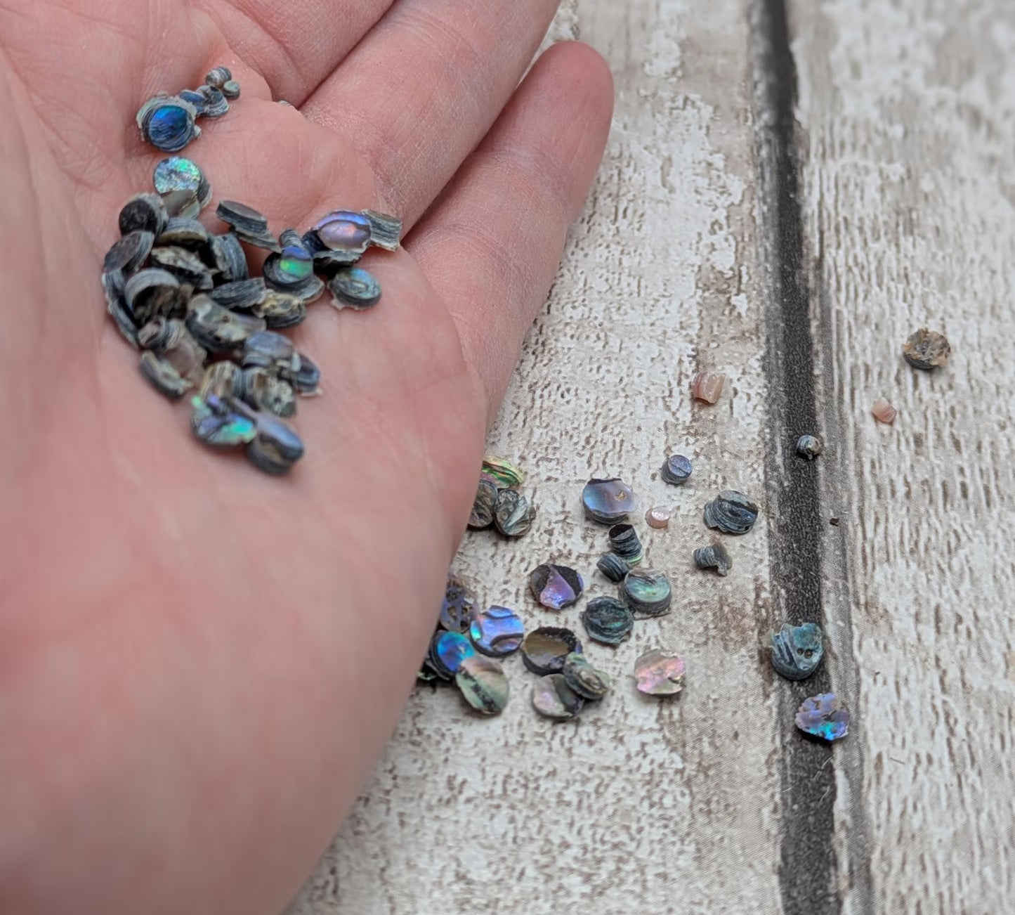 new Zealand rainbow pāua abalone shell dots for craft