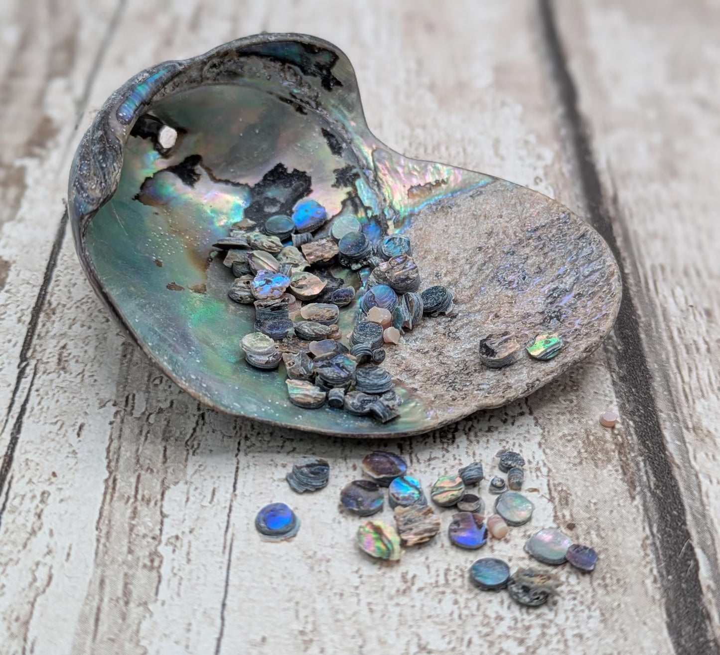 new Zealand rainbow pāua abalone shell dots for craft
