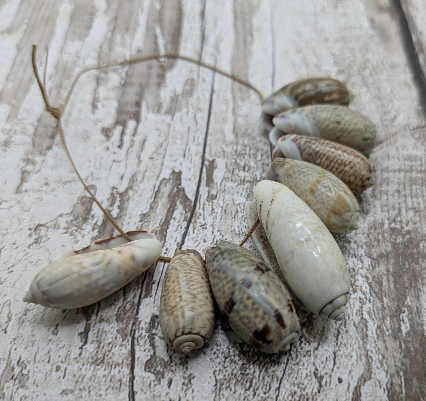 Olive snail shell beads