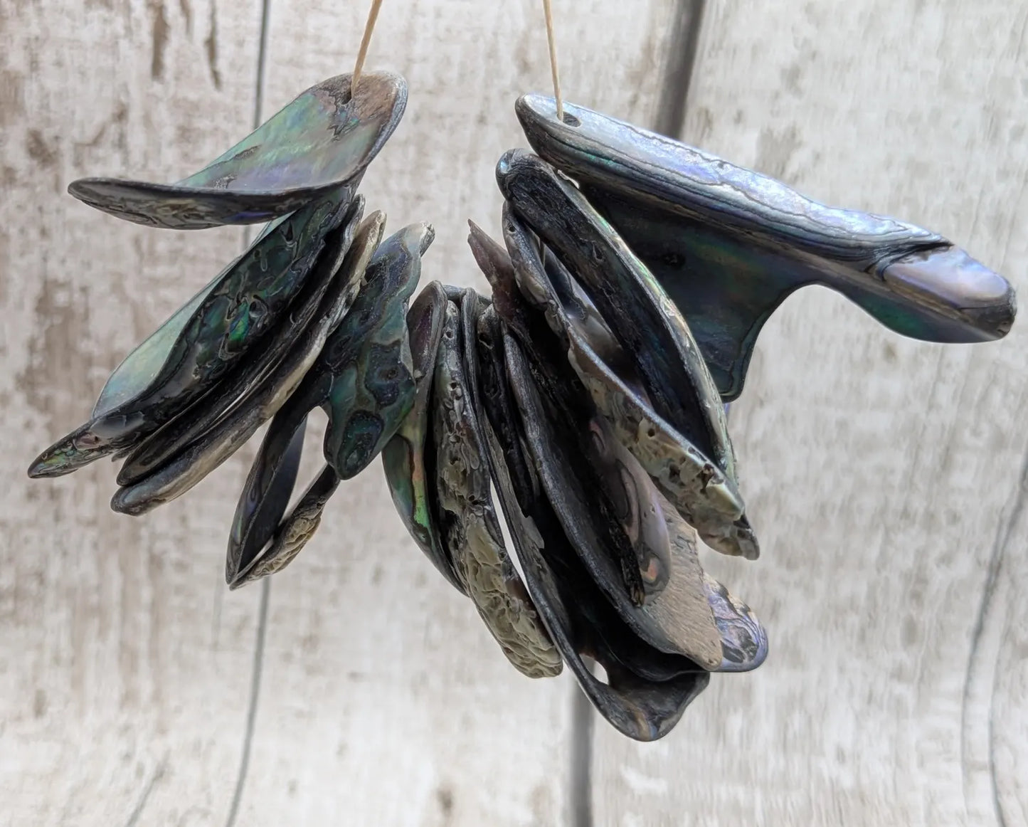 15 naturally tumbled New Zealand rainbow Pāua shell beads.