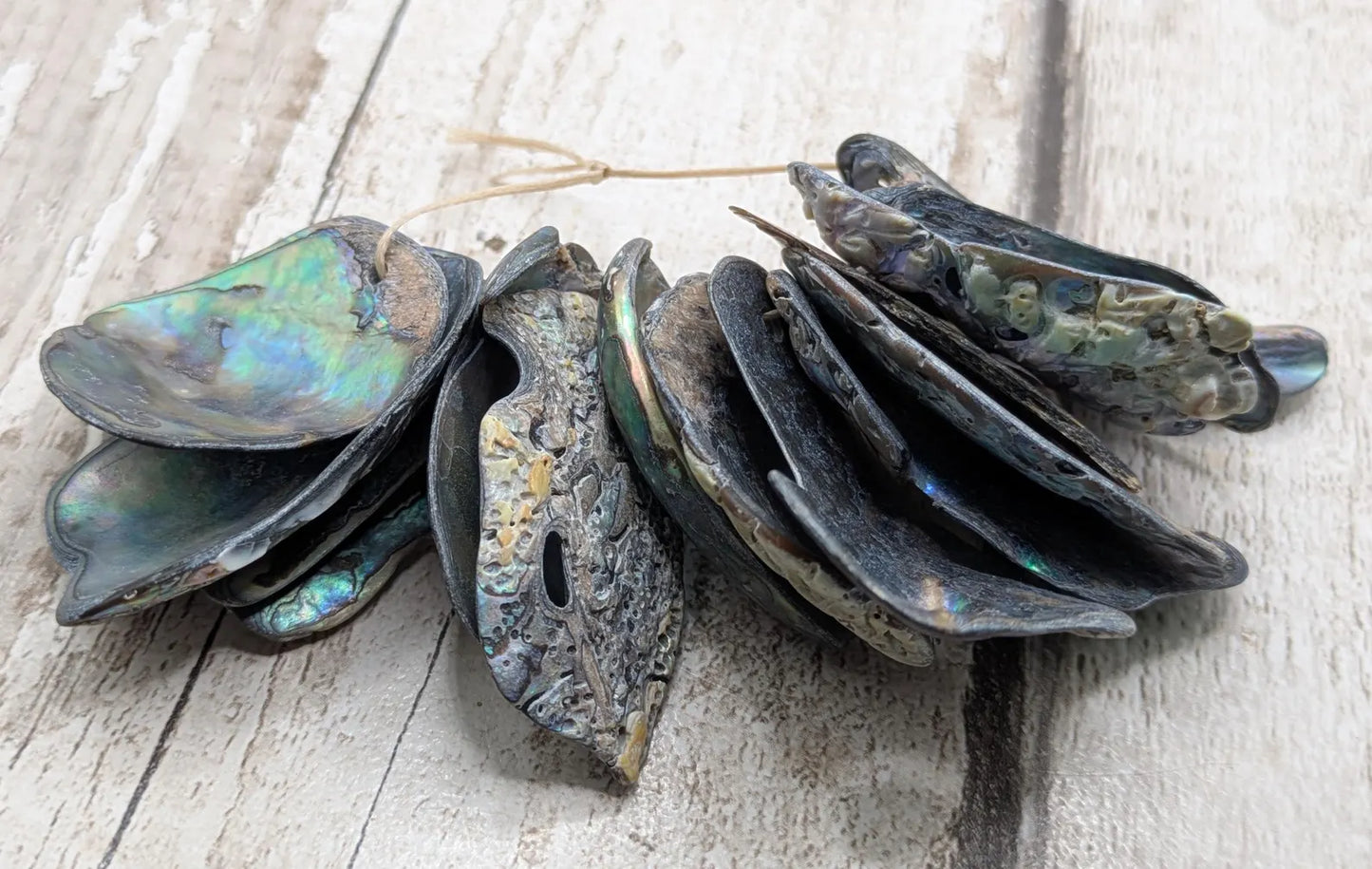 15 naturally tumbled New Zealand rainbow Pāua shell beads.