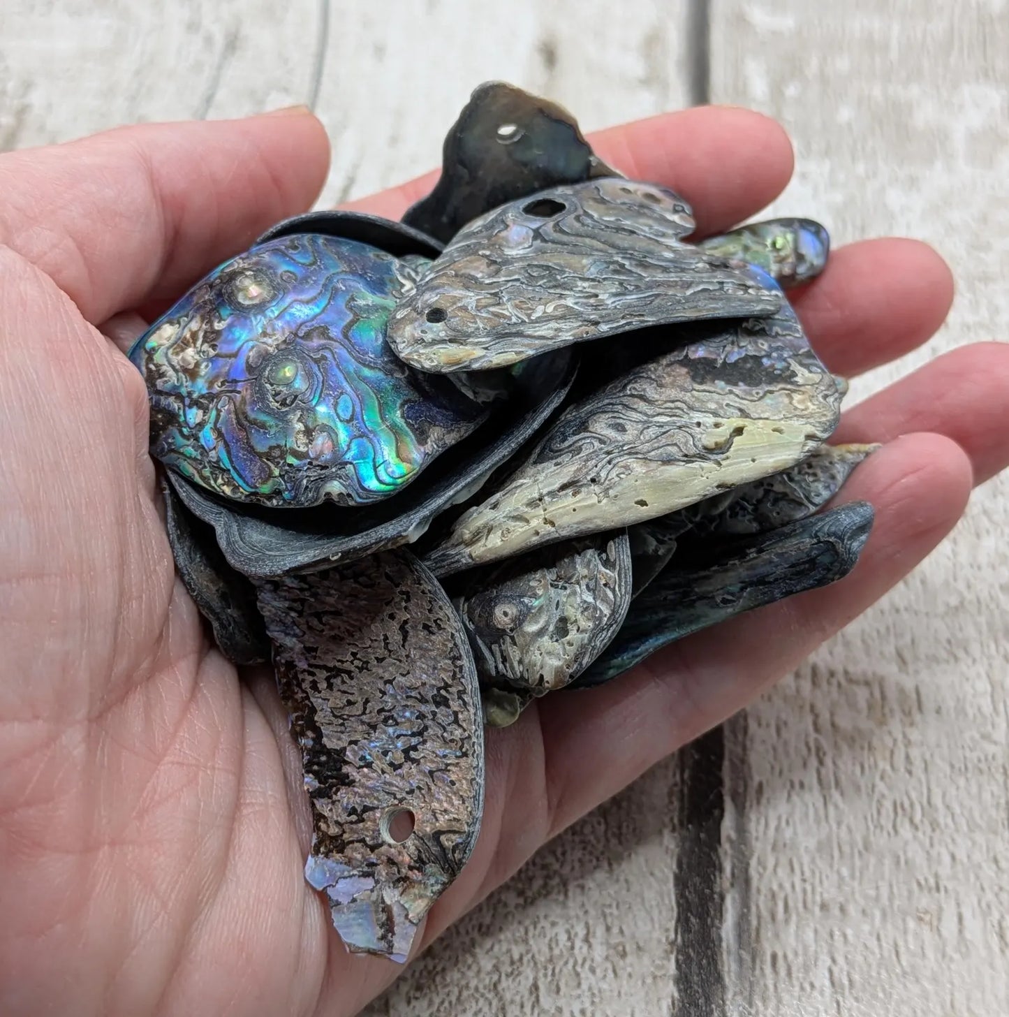 15 naturally tumbled New Zealand rainbow Pāua shell beads.