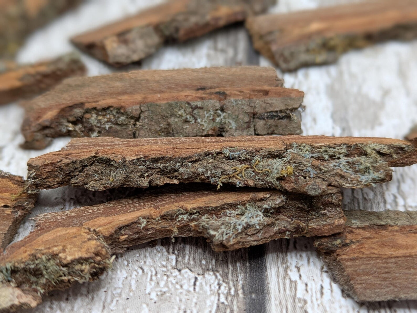 Alder wood bark with moss spell, rituals or camp kindling.