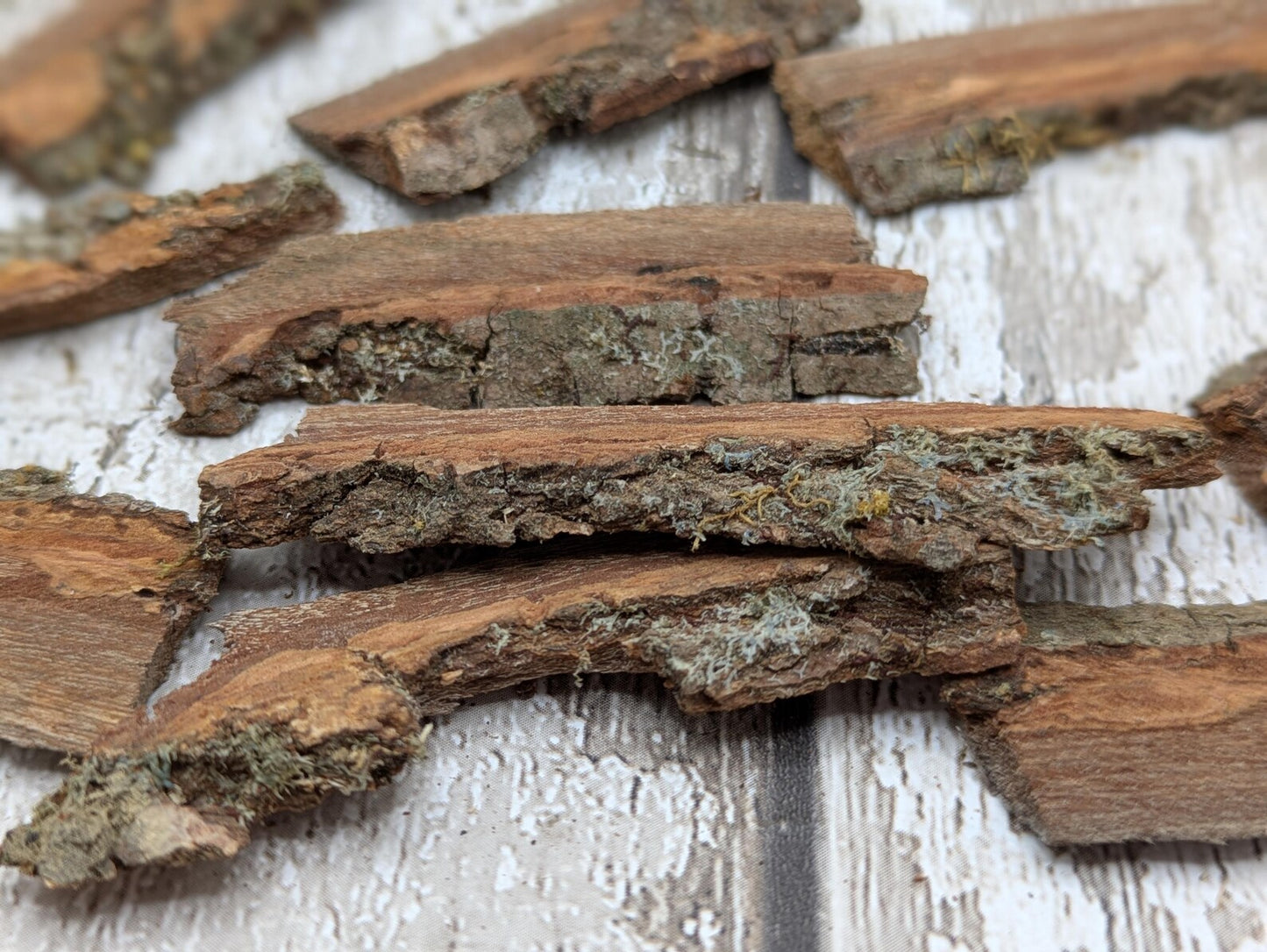 Alder wood bark with moss spell, rituals or camp kindling.