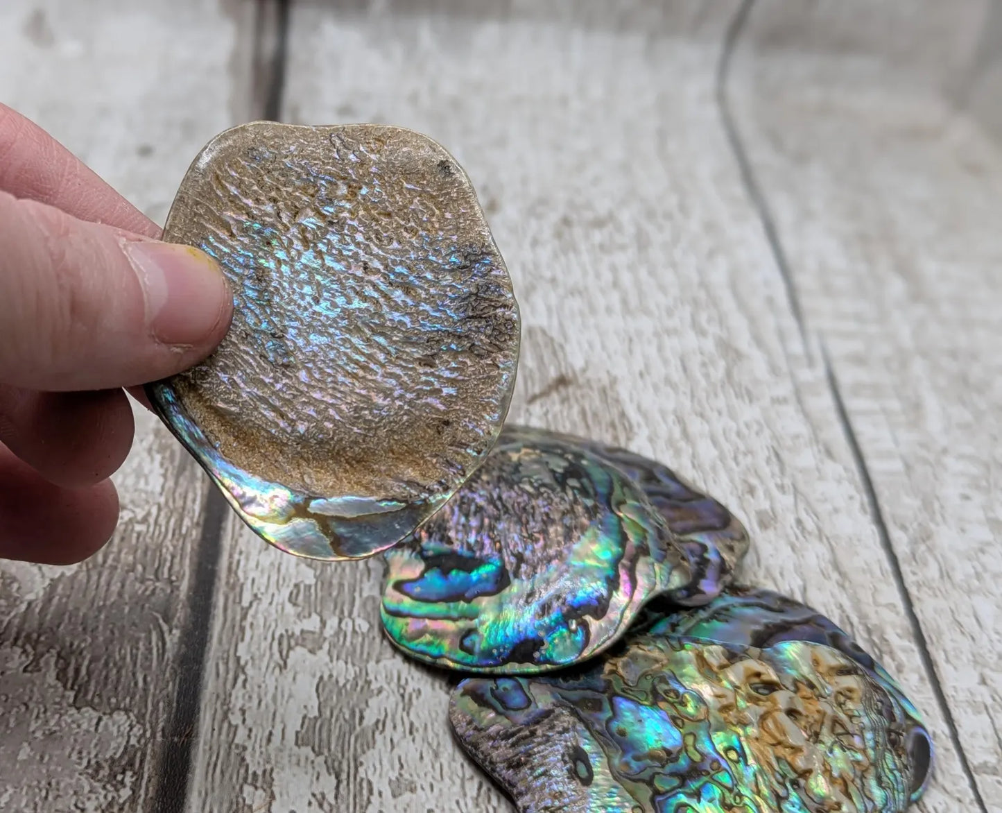 6 wild new Zealand rainbow pāua abalone shell pieces, naturally tumbled, undrilled.