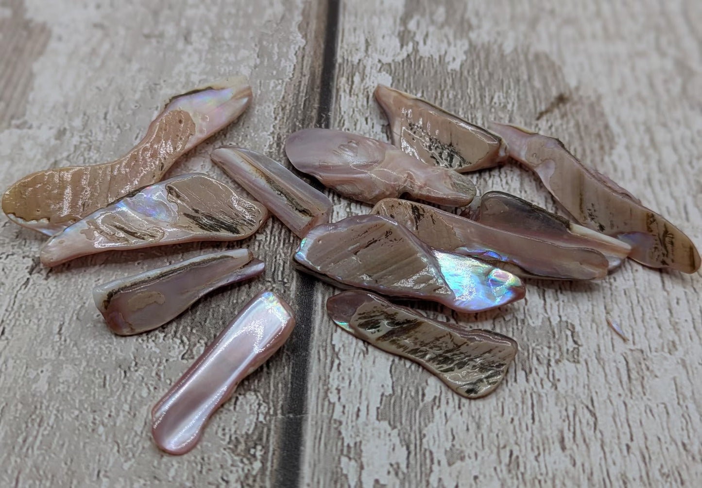 One pouch of New Zealand pink fresh water mussel shell odds.