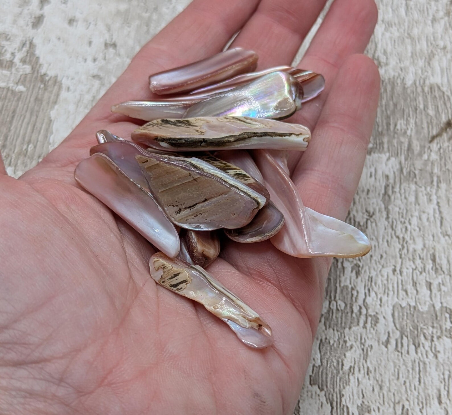 One pouch of New Zealand pink fresh water mussel shell odds.