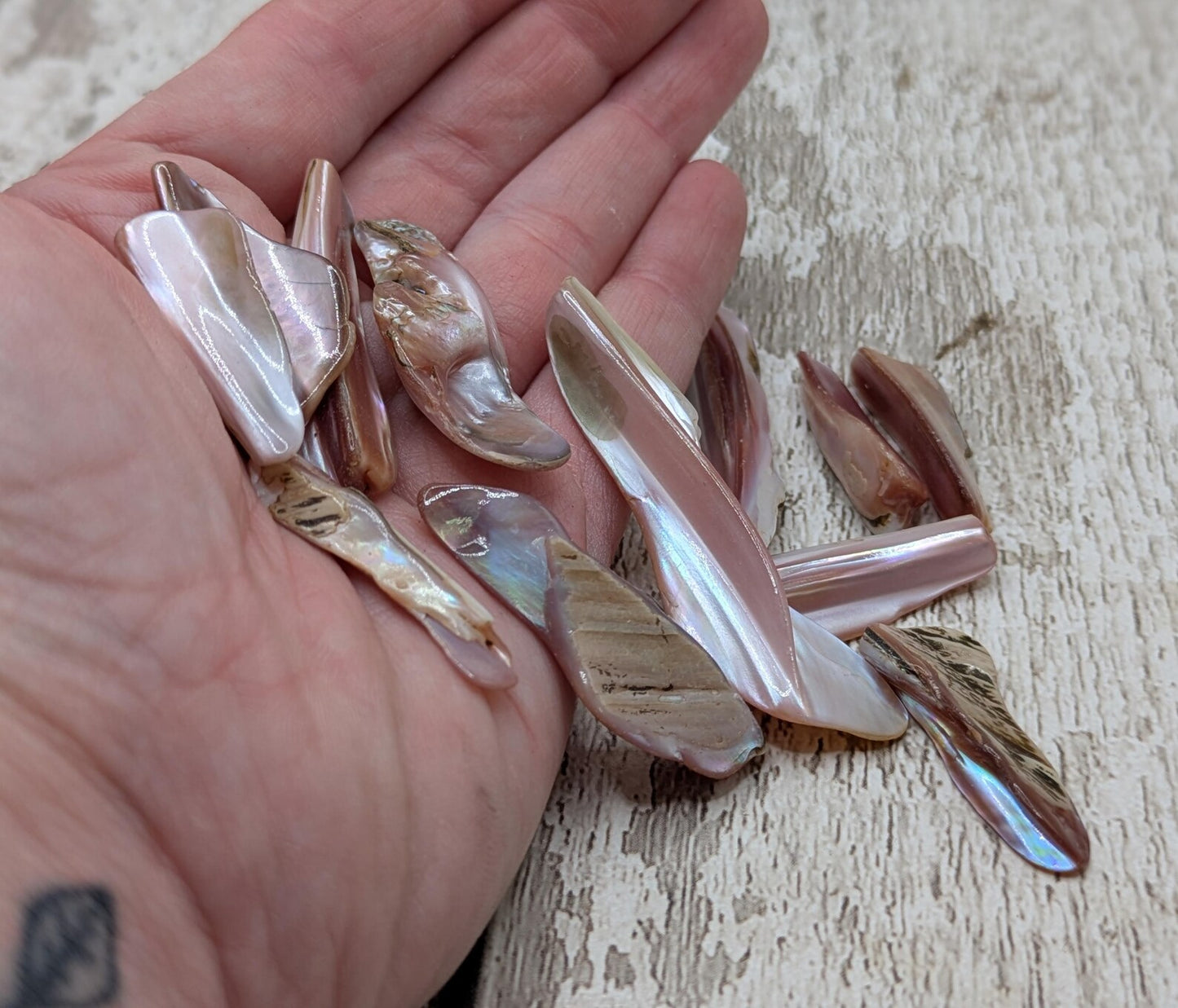 One pouch of New Zealand pink fresh water mussel shell odds.