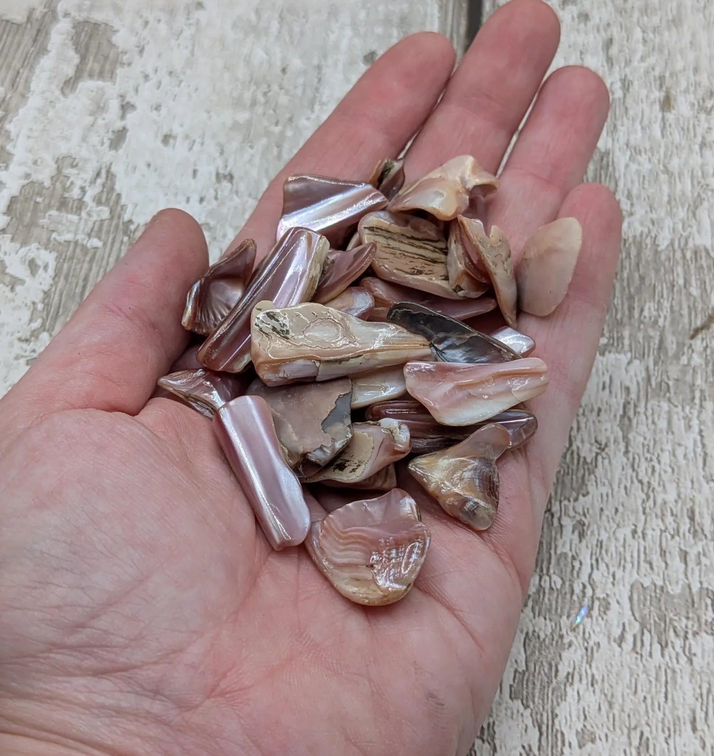 New Zealand pink fresh water mussel shell odds shapes pouch.
