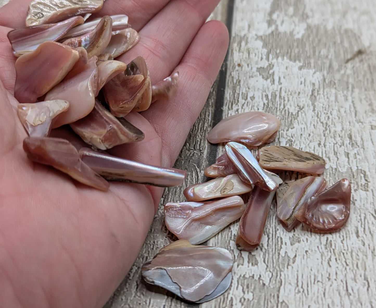 New Zealand pink fresh water mussel shell odds shapes pouch.