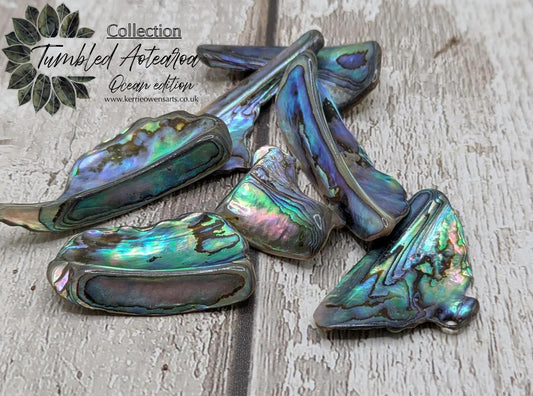 One pouch of New Zealand rainbow Pāua abalone shell odd shapes.