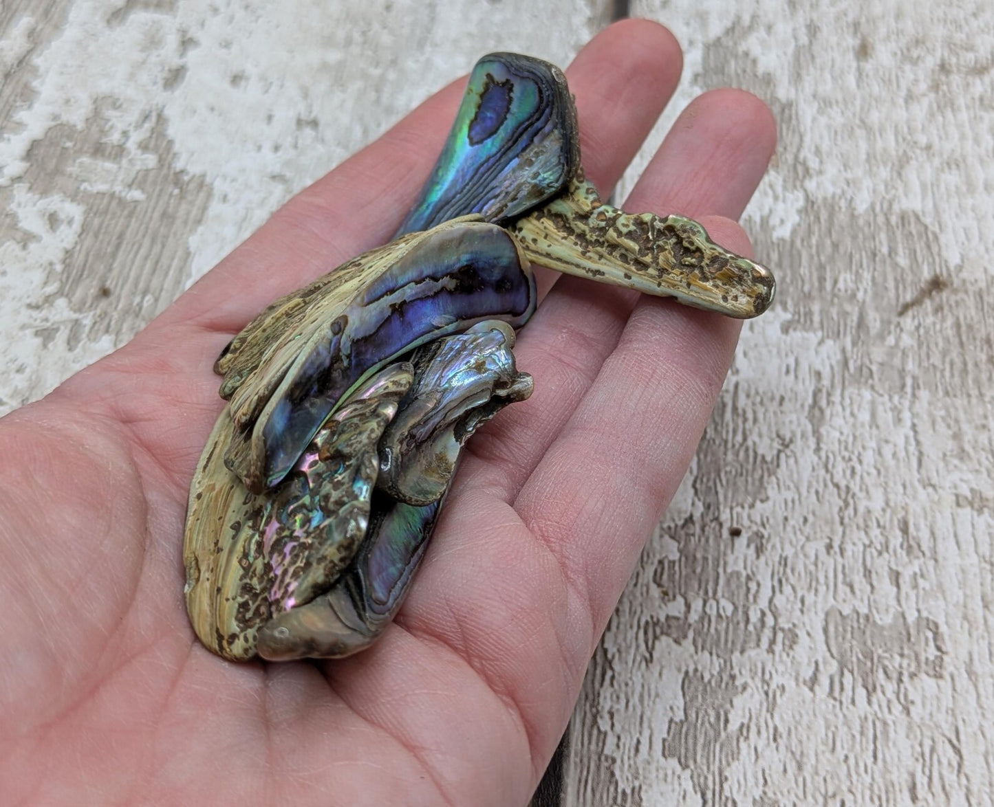 One pouch of New Zealand rainbow Pāua abalone shell odd shapes.