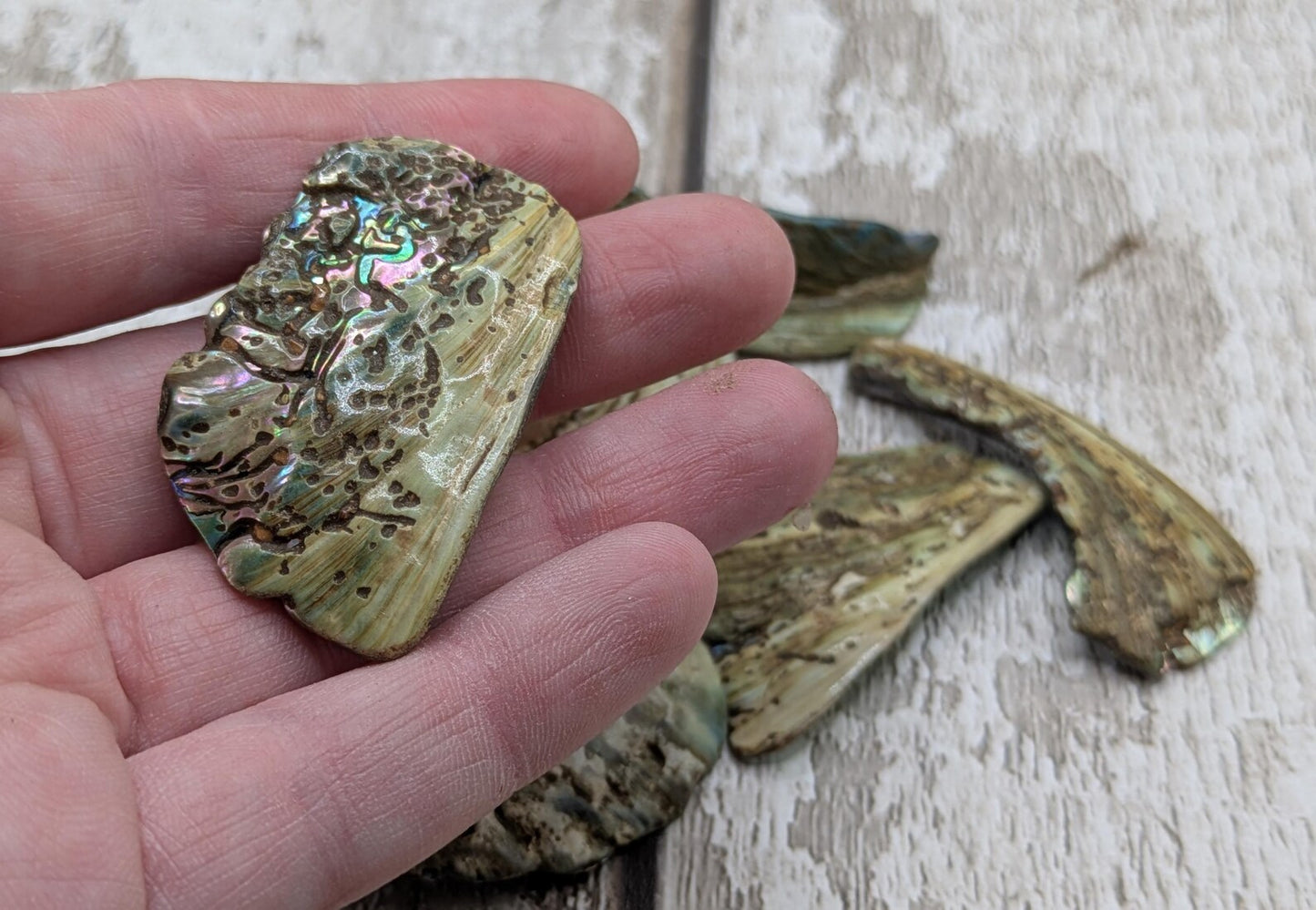 One pouch of New Zealand rainbow Pāua abalone shell odd shapes.