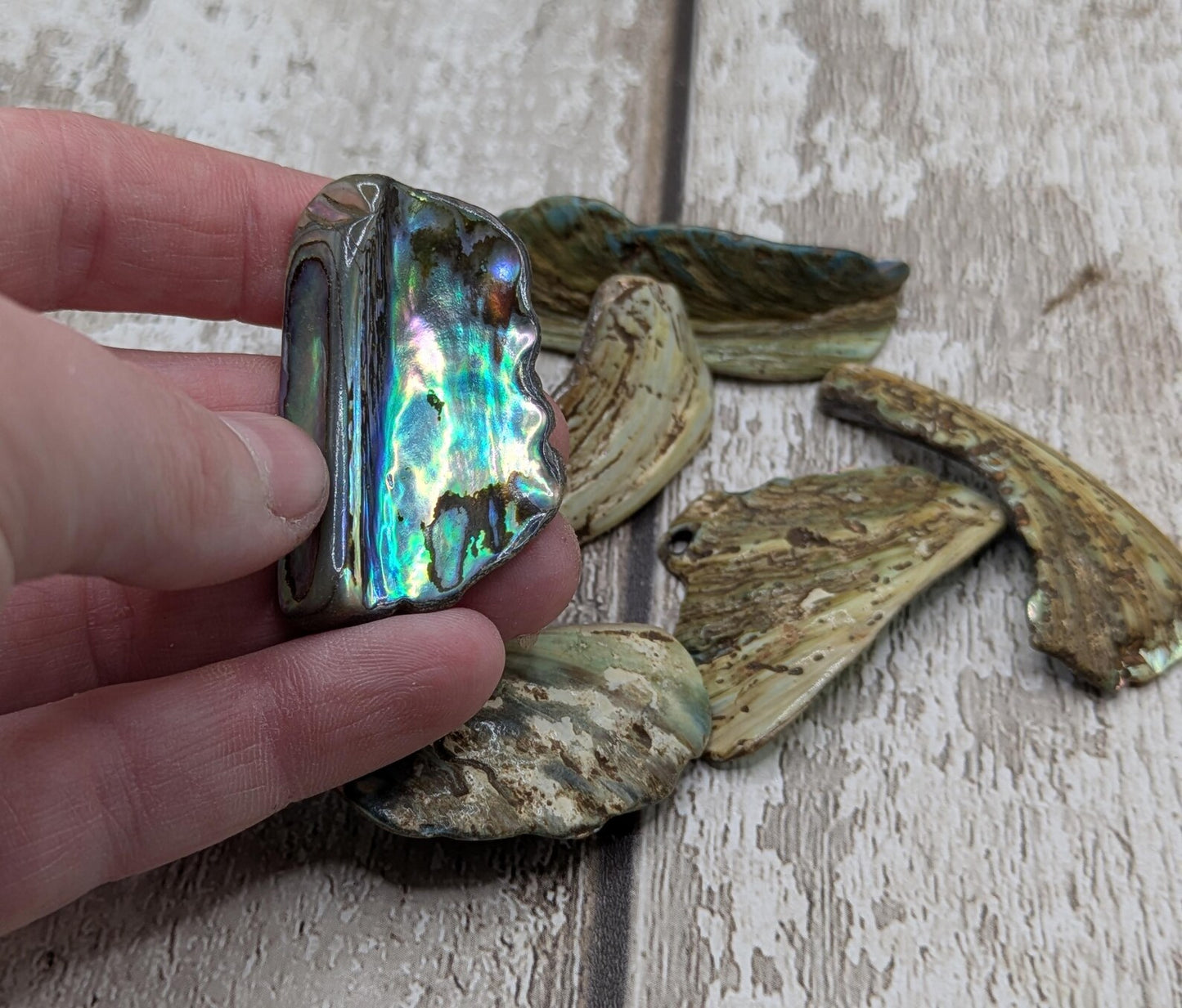 One pouch of New Zealand rainbow Pāua abalone shell odd shapes.