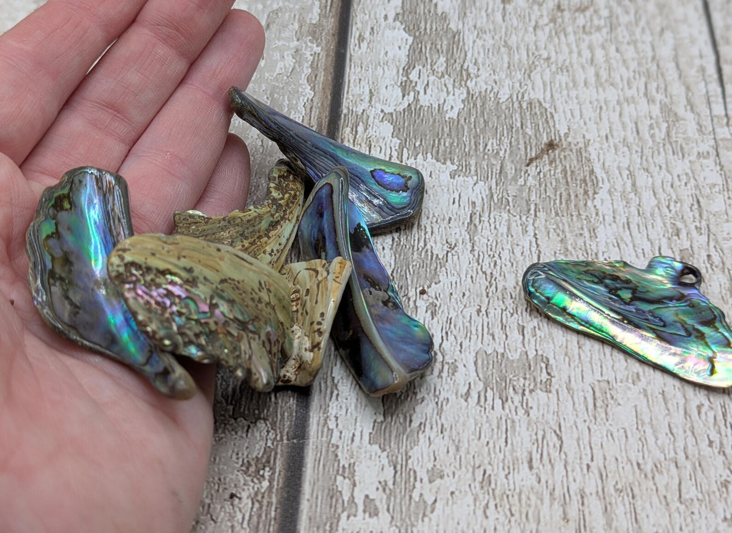 One pouch of New Zealand rainbow Pāua abalone shell odd shapes.
