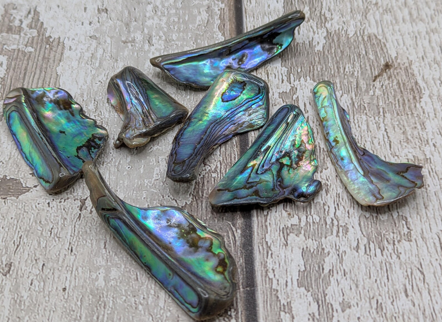 One pouch of New Zealand rainbow Pāua abalone shell odd shapes.