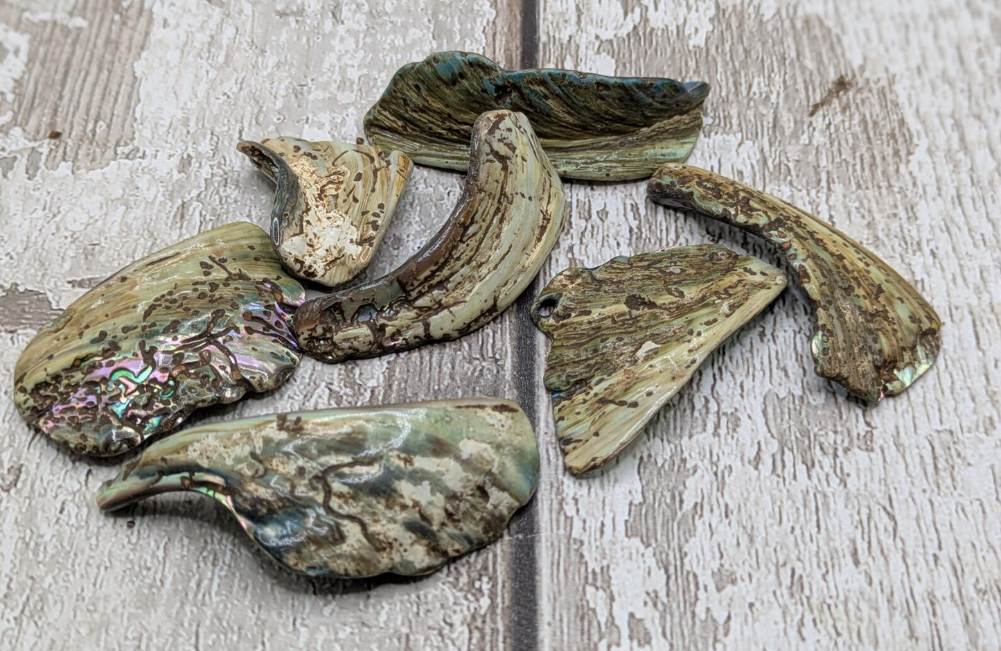 One pouch of New Zealand rainbow Pāua abalone shell odd shapes.