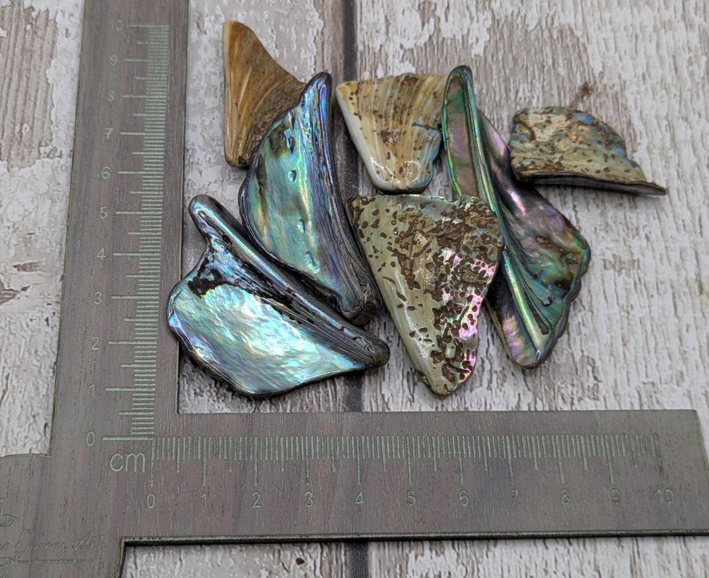 One pouch of New Zealand rainbow Pāua abalone shell odd shapes.