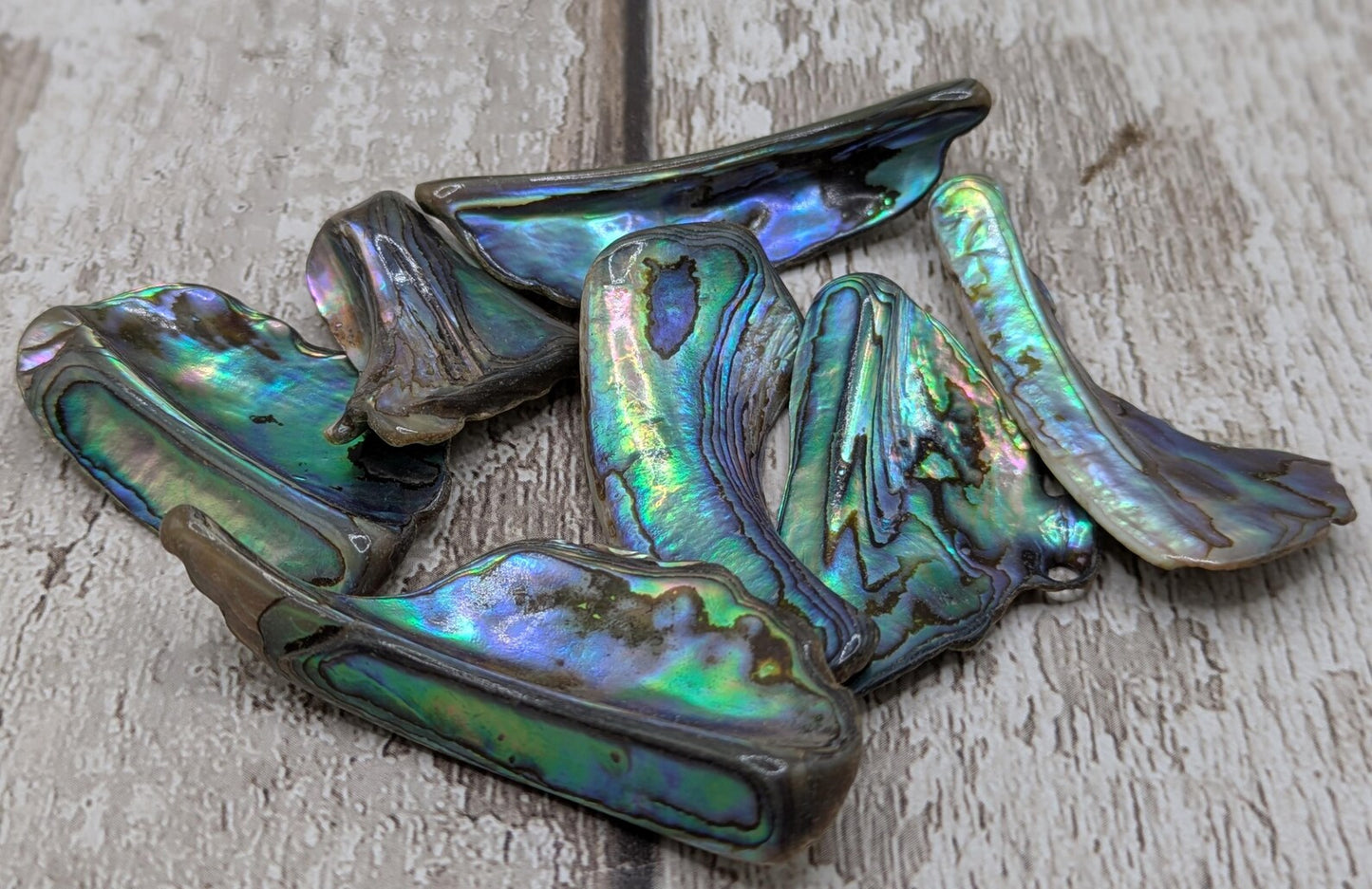 One pouch of New Zealand rainbow Pāua abalone shell odd shapes.